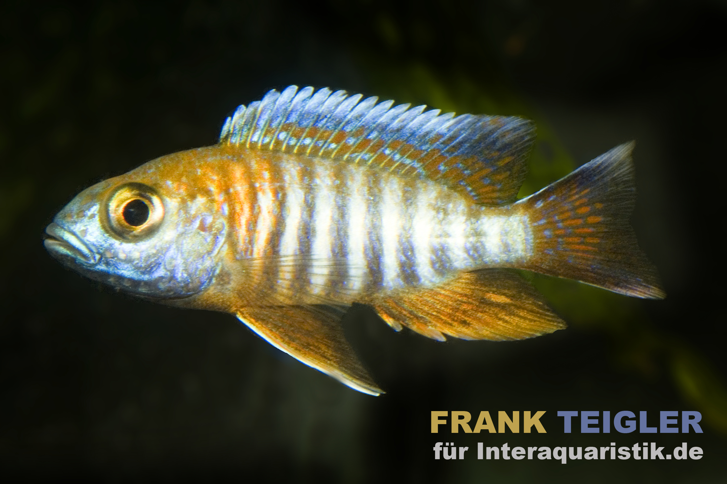 Bunter Buntbarsch (Cichlide) im Profil Nahaufnahme eines farbenprächtigen Buntbarschs